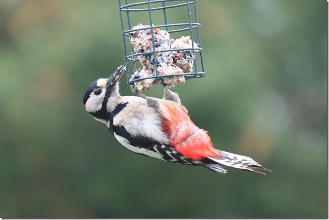 20120503-1654-29(002)