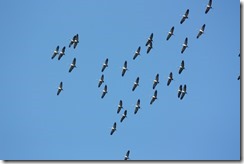 20130304-1424-50(001)