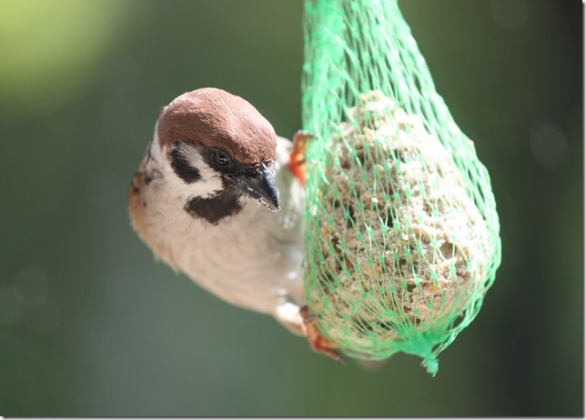 20140610-1146-47(001)