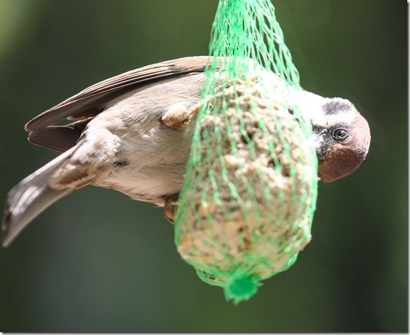 20140610-1146-53(001)