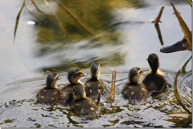 20140703-1106-09(001)