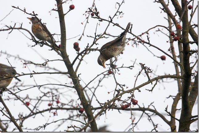 20170127-1441-56(001)